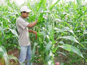 Cultivating corn in Los Santos,  Panama – Best Places In The World To Retire – International Living